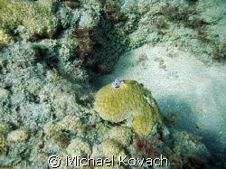 Christmas Tree worms on coral on the Inside Reef at Laude... by Michael Kovach 